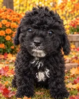 Midnight toy poodle, a male Poodle - Miniature  for sale in Louisa, VA – 1 of 6