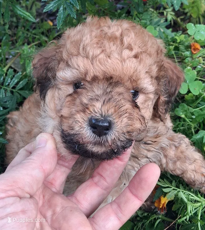Tucker (Apricot boy) – Goldendoodle puppy for sale in Louisa, VA