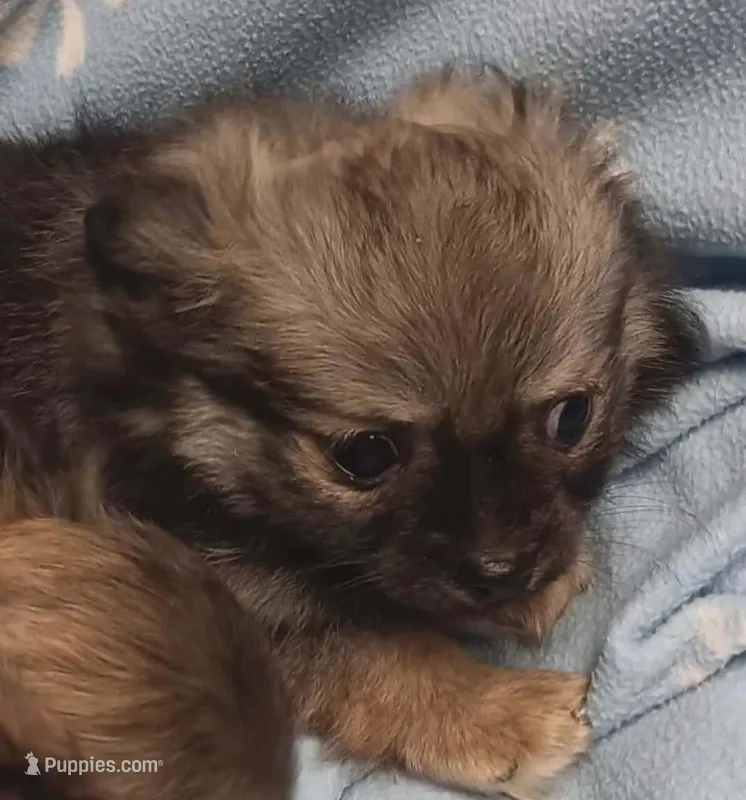 Poncho toy  – Pomeranian puppy for sale in Richmond City, VA