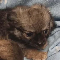 Poncho toy , a male Pomeranian for sale in Richmond City, VA – Photo 2 of 10