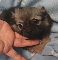 Poncho , a male Pomchi for sale in Richmond City, VA – Photo 3 of 9