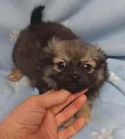 Poncho , a male Pomchi for sale in Richmond City, VA – Photo 6 of 9