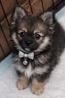 Poncho toy , a male Pomeranian for sale in Richmond City, VA – Photo 1 of 10