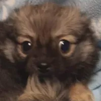 Poncho toy , a male Pomeranian for sale in Richmond City, VA – Photo 10 of 10