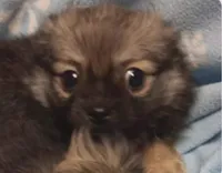 Poncho , a male Pomchi for sale in Richmond City, VA – Photo 2 of 9