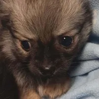 Poncho toy , a male Pomeranian for sale in Richmond City, VA – Photo 7 of 10