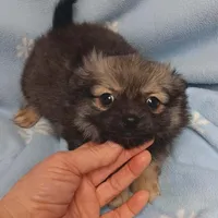 Poncho toy , a male Pomeranian for sale in Richmond City, VA – Photo 4 of 10