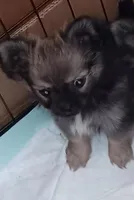 Poncho , a male Pomeranian for sale in Richmond City, VA – Photo 1 of 9