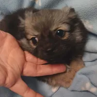Poncho toy , a male Pomeranian for sale in Richmond City, VA – Photo 9 of 10