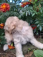 Talulah , a female Goldendoodle for sale in Louisa, VA – 5 of 10