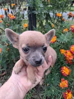 Chico tiny male, a male Pomchi for sale in Louisa, VA – 2 of 7