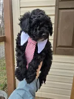 Max, a female Miniature Goldendoodle for sale in Richmond City, VA – Photo 2 of 2