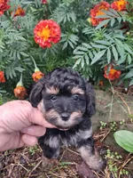 Phantom male, a male Goldendoodle for sale in Louisa, VA – 4 of 6