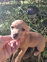 Fawn little female, a female Chihuahua for sale in Louisa, VA – 6 of 7