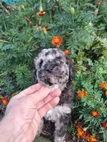 Tallahassee, a female Goldendoodle for sale in Louisa, VA – 2 of 5