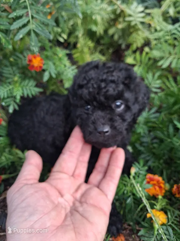 Princess silver girl – Goldendoodle puppy for sale in Louisa, VA