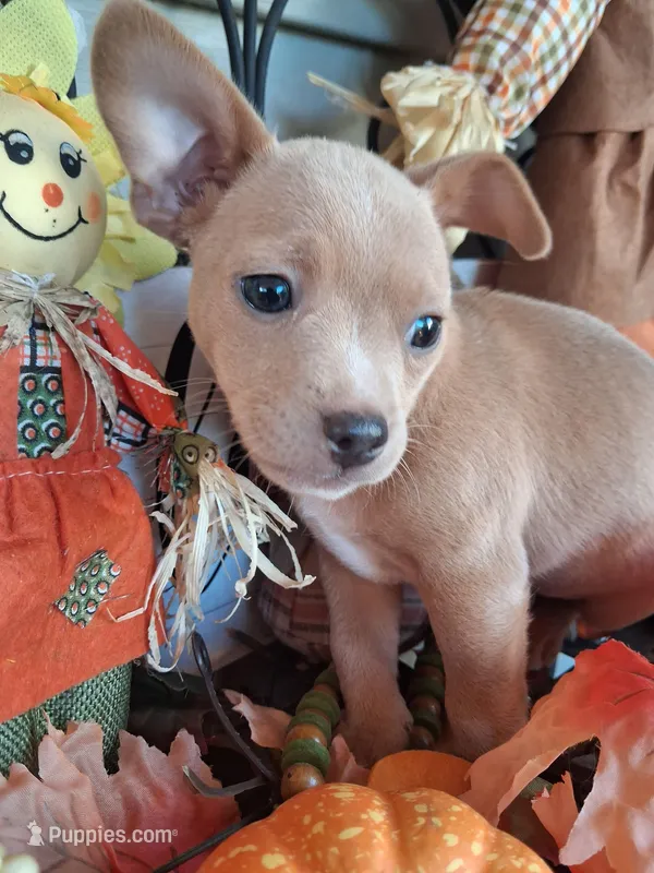 Tito – Chihuahua puppy for sale in Louisa, VA