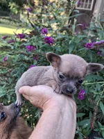 Chico tiny male, a male Pomchi for sale in Louisa, VA – 4 of 7