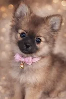 Precious , a female Pomeranian for sale in Richmond City, VA – Photo 1 of 6