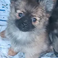 Precious , a female Pomeranian for sale in Richmond City, VA – Photo 5 of 6