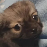 Precious , a female Pomeranian for sale in Richmond City, VA – Photo 3 of 6