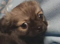 Precious , a male Pomchi for sale in Richmond City, VA – Photo 2 of 3