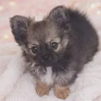 Precious , a female Pomeranian for sale in Richmond City, VA – Photo 2 of 6