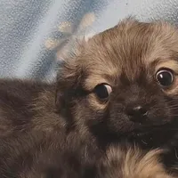 Precious , a female Pomeranian for sale in Richmond City, VA – Photo 4 of 6