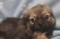 Precious , a male Pomchi for sale in Richmond City, VA – Photo 3 of 3