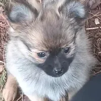 Precious , a female Pomeranian for sale in Richmond City, VA – Photo 6 of 6