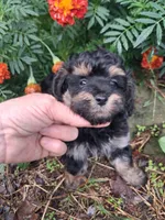 Phantom male, a male Goldendoodle for sale in Louisa, VA – 3 of 6