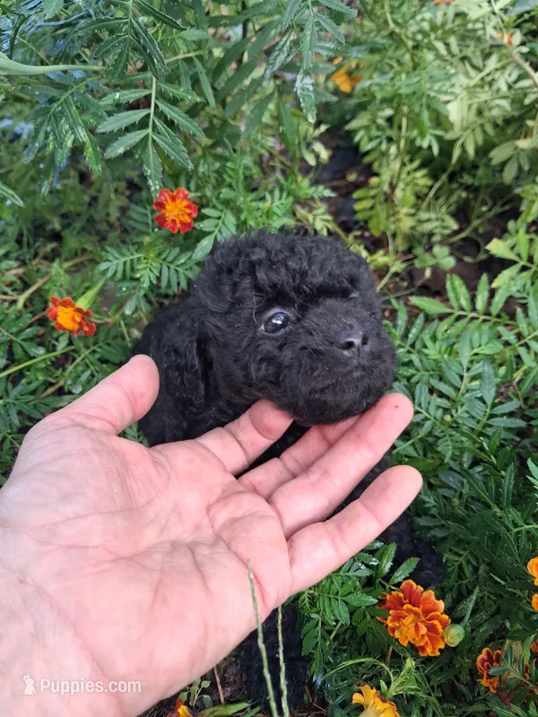 Princess – Goldendoodle puppy for sale in Louisa, VA