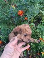 Tanner, a male Goldendoodle for sale in Louisa, VA – 2 of 5