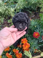 Princess, a female Goldendoodle for sale in Louisa, VA – 5 of 5
