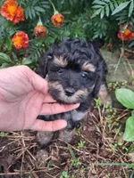 Phantom male, a male Goldendoodle for sale in Louisa, VA – 6 of 6