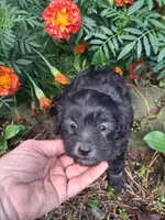 Tucker, a male Goldendoodle for sale in Louisa, VA – 9 of 9