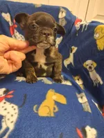 Brutus, a male French Bulldog for sale in Louisa, VA – 3 of 5