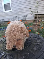 Precious, Apricot toy poodle, a female Poodle - Miniature  for sale in Louisa, VA – 3 of 6