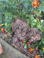 Milo, a male Goldendoodle for sale in Louisa, VA – 3 of 3