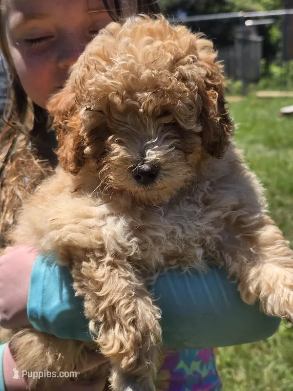 fancy – Miniature Goldendoodle puppy for sale in Louisa, VA