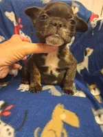 Brutus, a male French Bulldog for sale in Louisa, VA – 4 of 5
