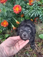 Tucker, a male Goldendoodle for sale in Louisa, VA – 2 of 9