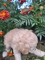 Talulah , a female Goldendoodle for sale in Louisa, VA – 6 of 10