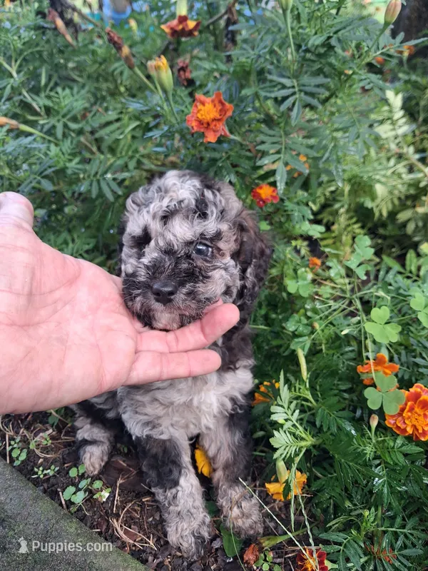 Tallahassee – Goldendoodle puppy for sale in Louisa, VA