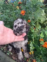 Tallahassee, a female Goldendoodle for sale in Louisa, VA – 1 of 5