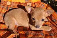 Peanut micro tiny, a male Chihuahua for sale in Louisa, VA – 1 of 5