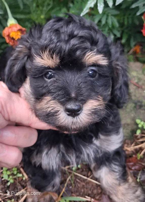 Phantom male – Goldendoodle puppy for sale in Louisa, VA