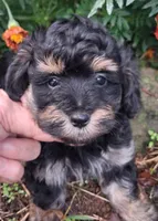 Phantom male, a male Goldendoodle for sale in Louisa, VA – 1 of 6