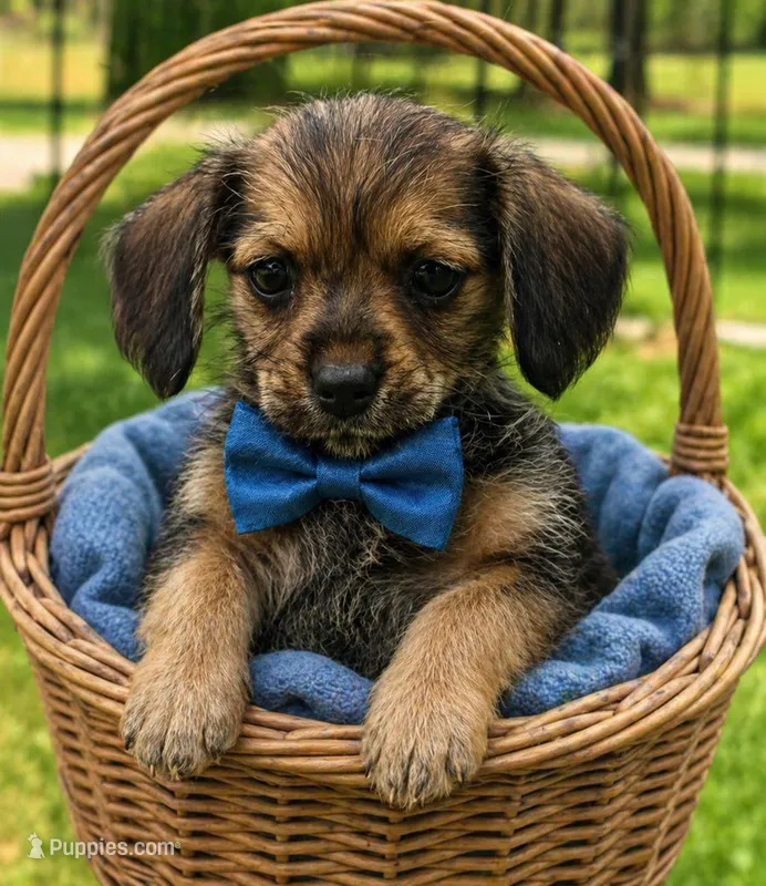 Miniture Milo  – Yorkipoo puppy for sale in Richmond City, VA