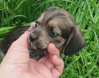 Milo, a male Yorkshire Terrier and Poodle - Miniature  for sale in Richmond City, VA – Photo 4 of 4